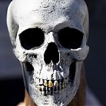 Skull model for pirate show